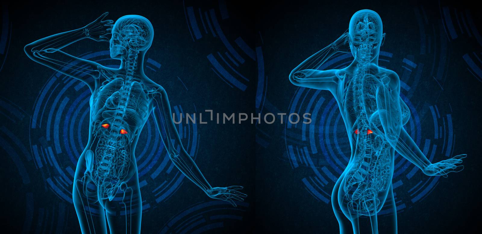 3d rendering medical illustration of the adrenal 