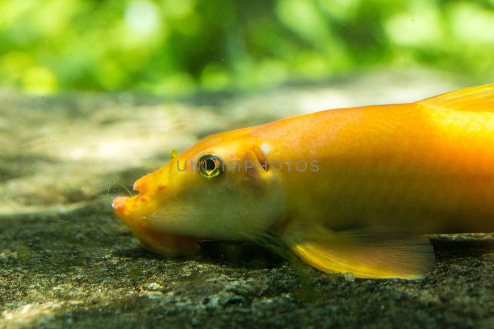 Image of fish in water. (Bali, Indonesia)