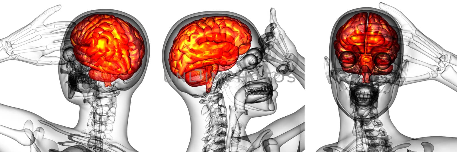 3d rendering medical illustration of the human brain 