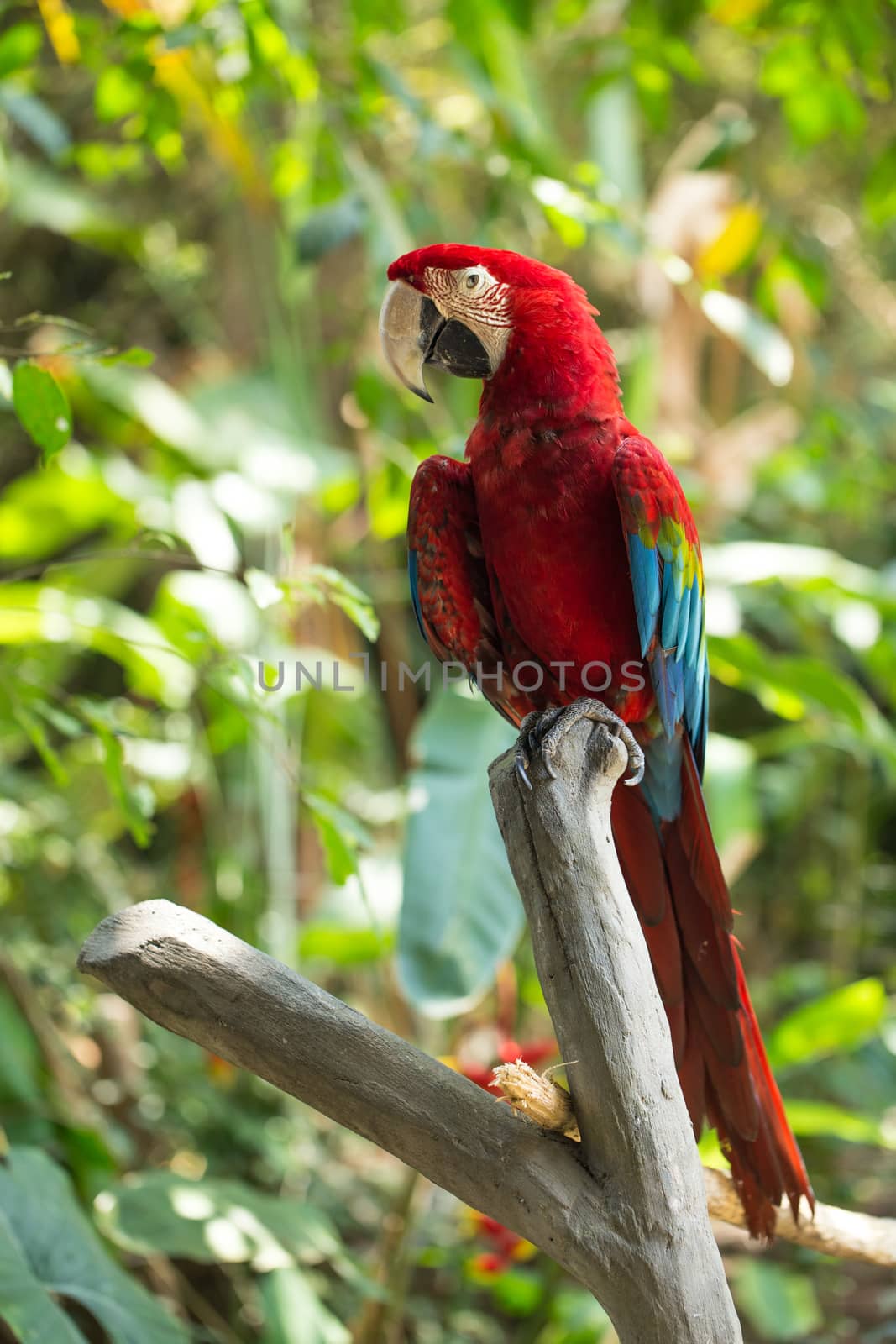 Parrot in Bali Island Indonesia - nature background