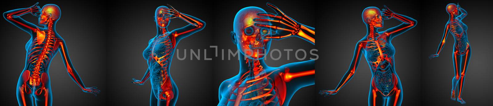 3D rendering medical illustration of the human skeleton