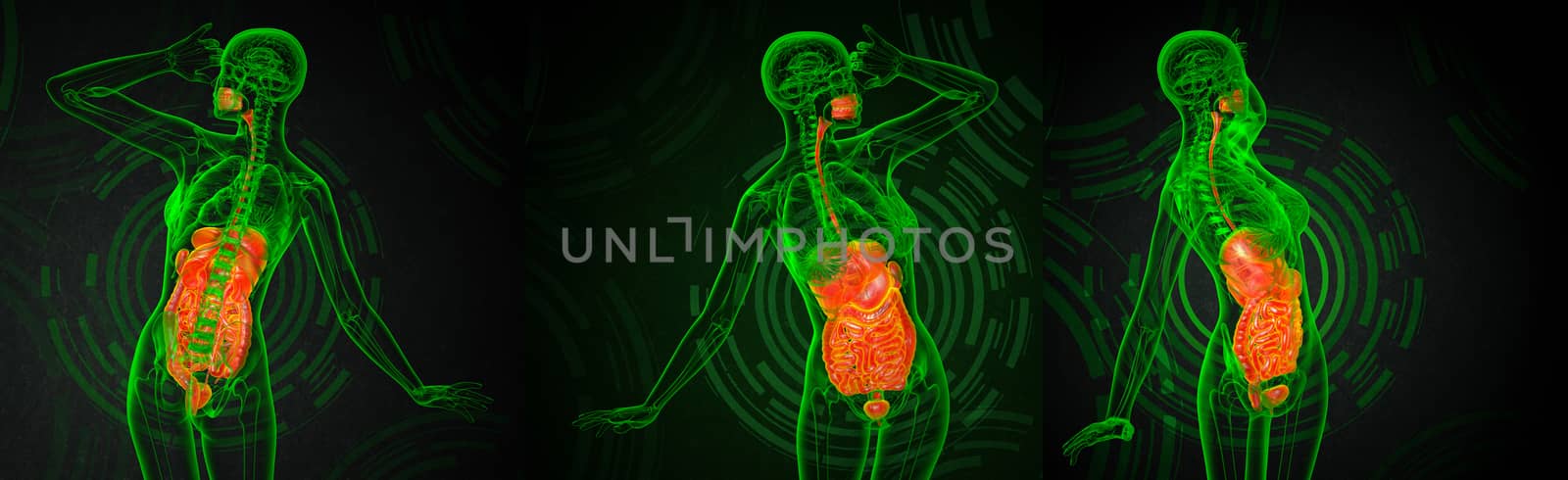 3d rendering medical illustration of the human digestive system 