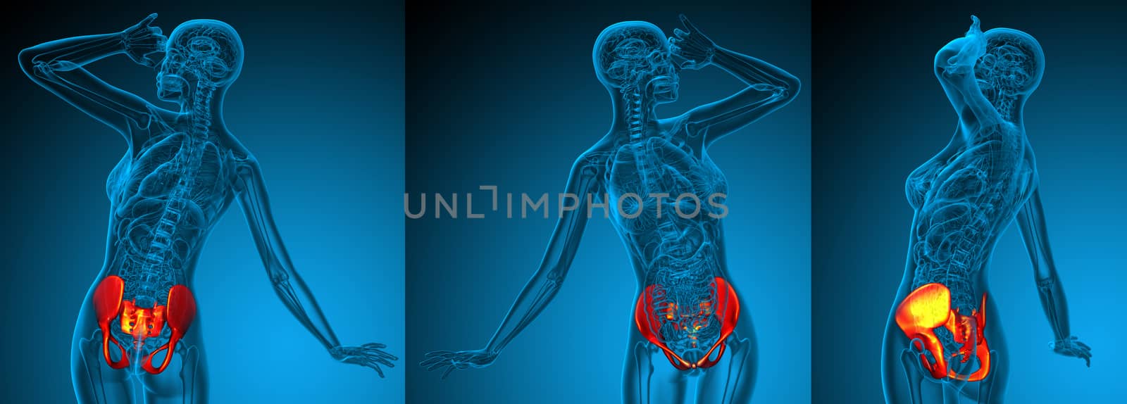 3D rendering medical illustration of the pelvis bone