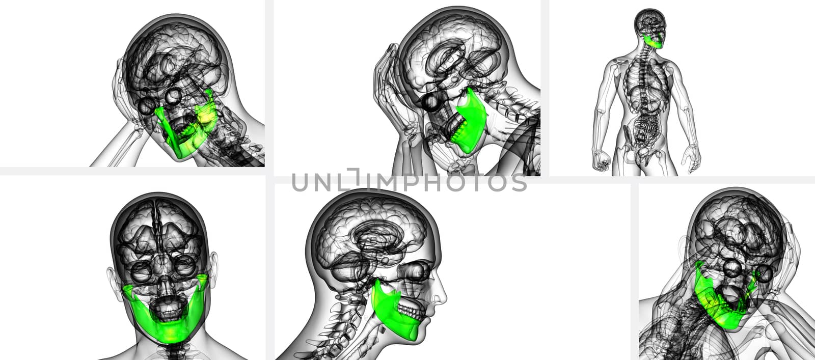 3d rendering illustration of jaw bone