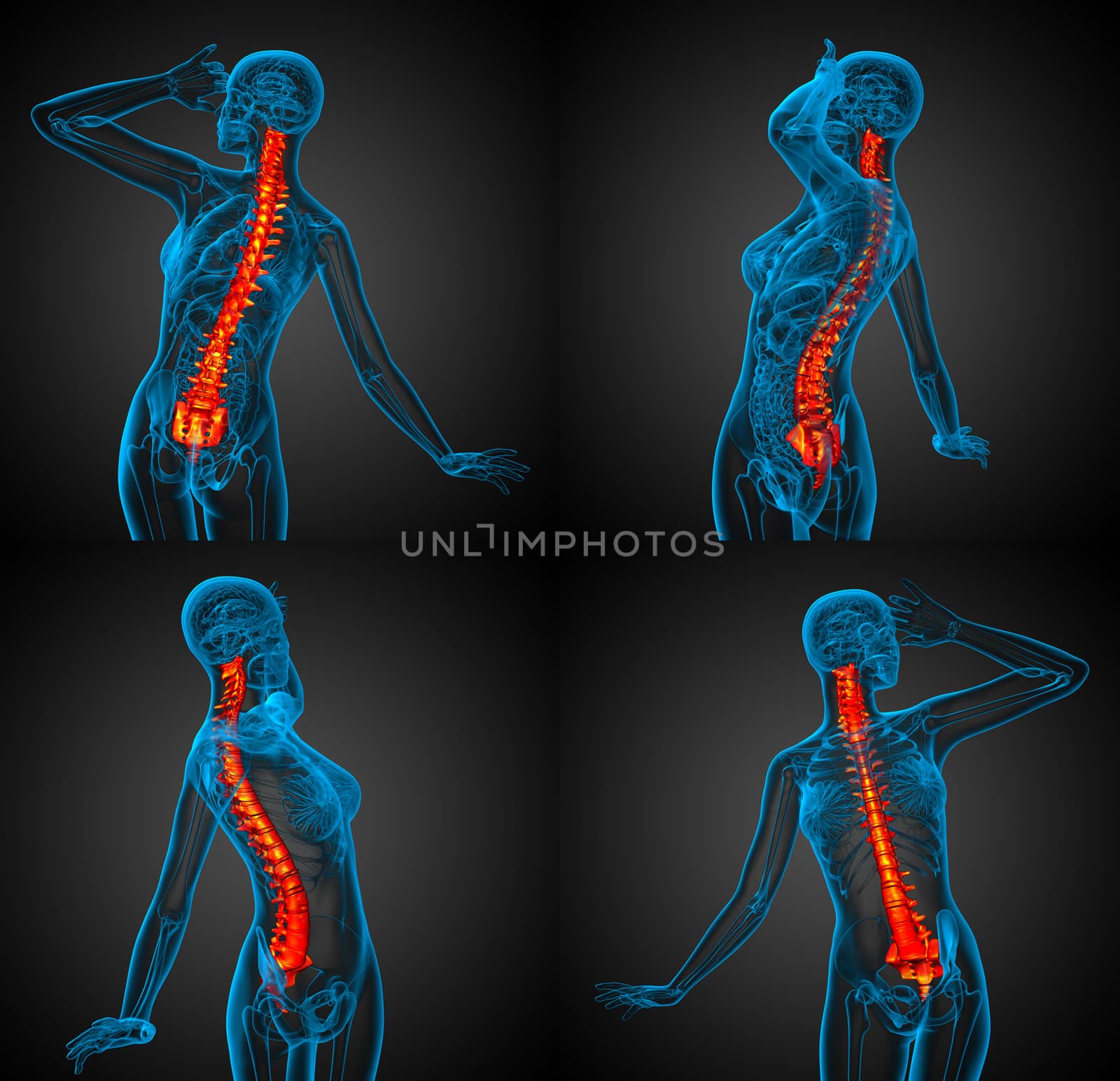 3d rendering medical illustration of the human spine