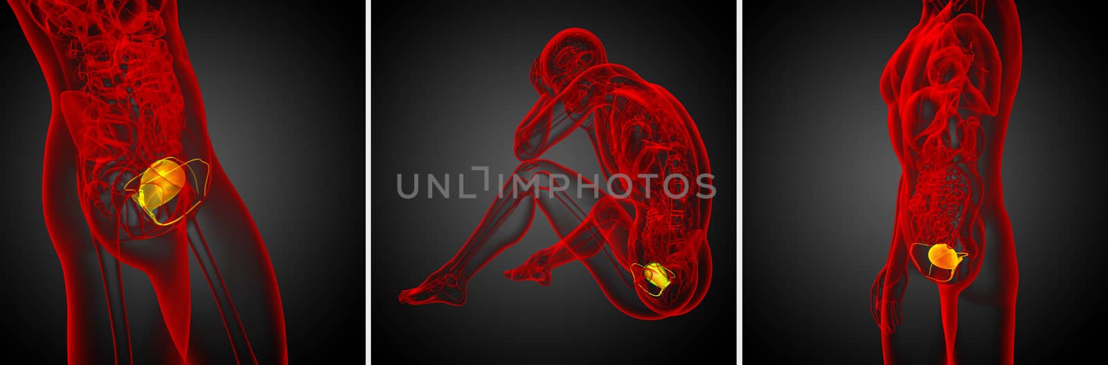3d rendering medical illustration of the bladder