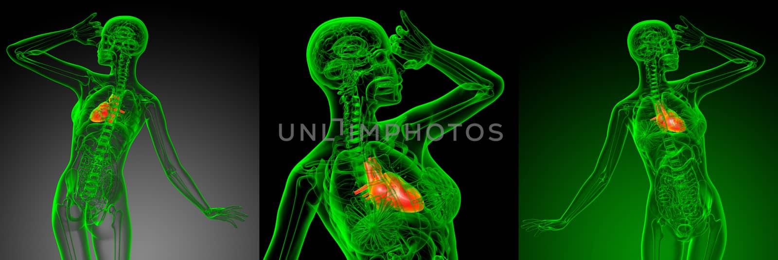 3d rendering medical illustration of the heart 