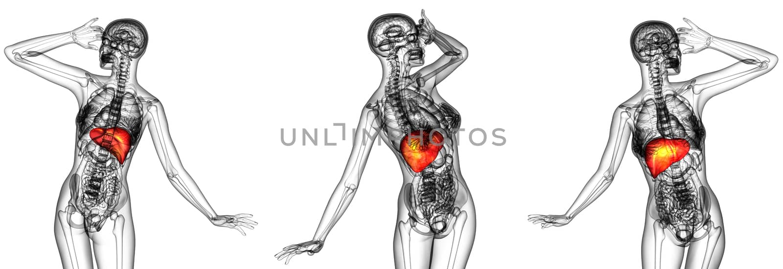 3d rendering medical illustration of the human liver