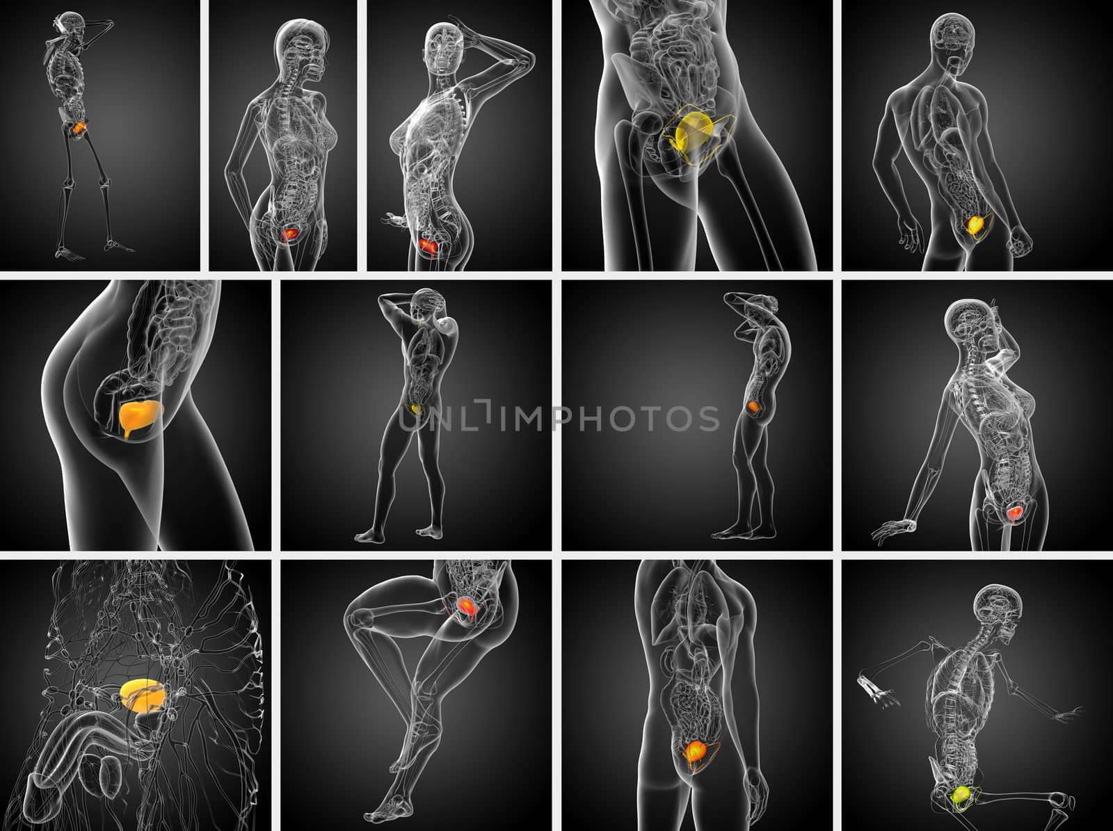 3d rendering medical illustration of the bladder