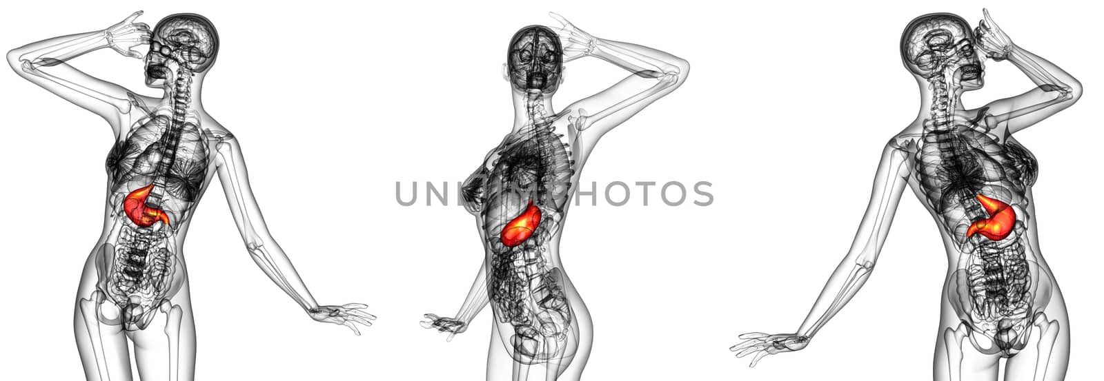 3d rendering medical illustration of the stomach 