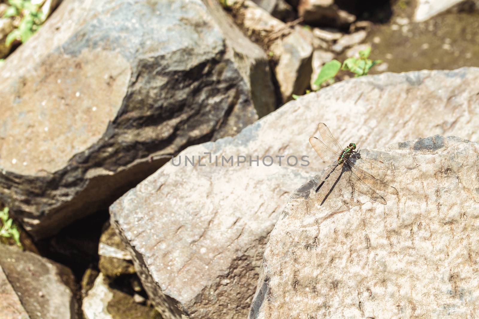 Dragonfly sits on the stone. Basking in the sun.
