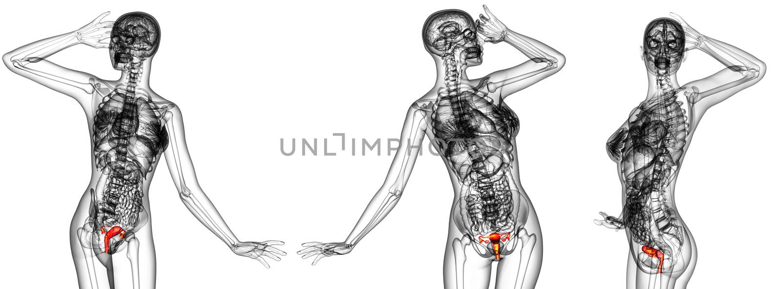 3d rendering medical illustration of the Reproductive System