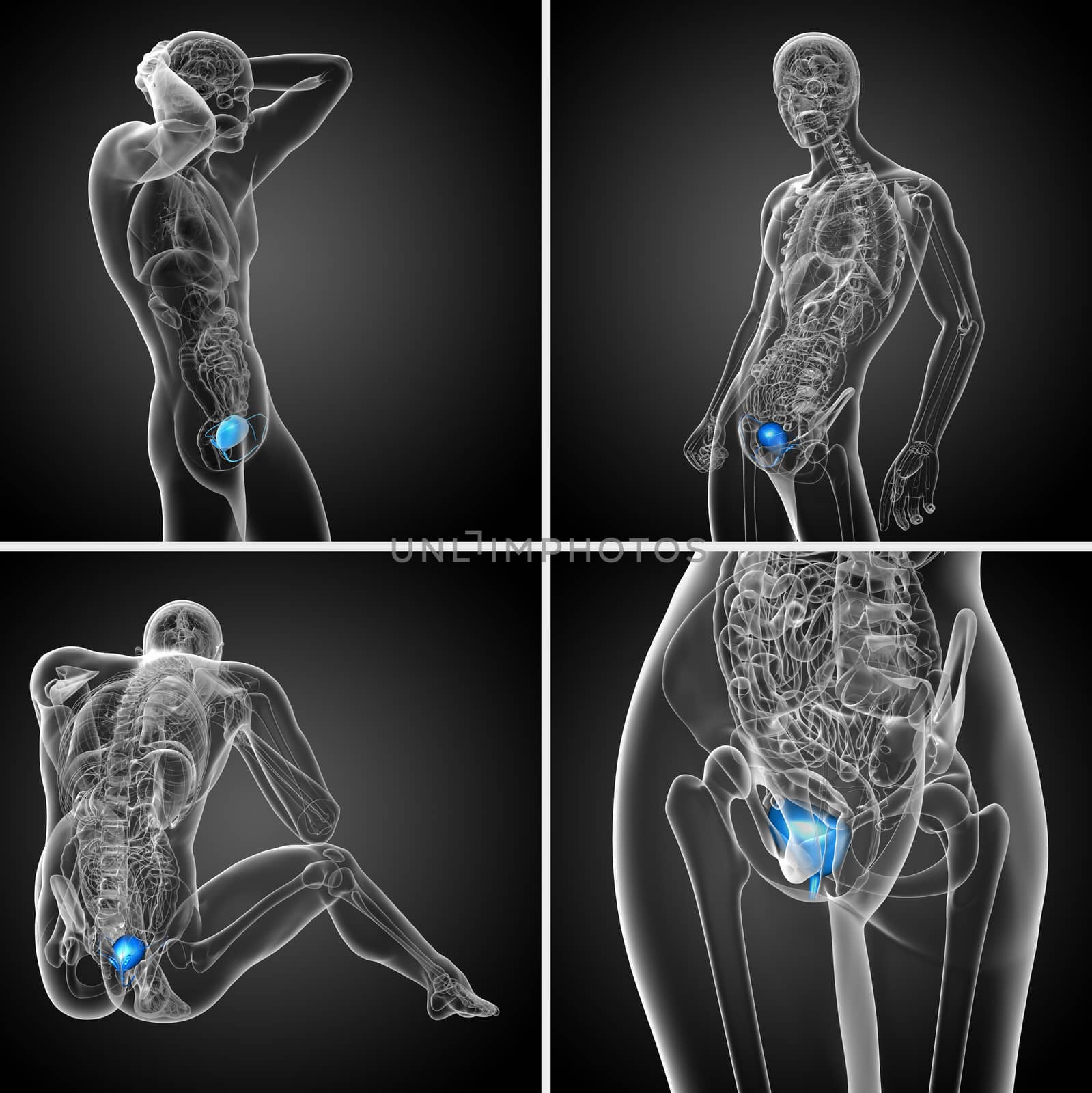 3d rendering medical illustration of the bladder