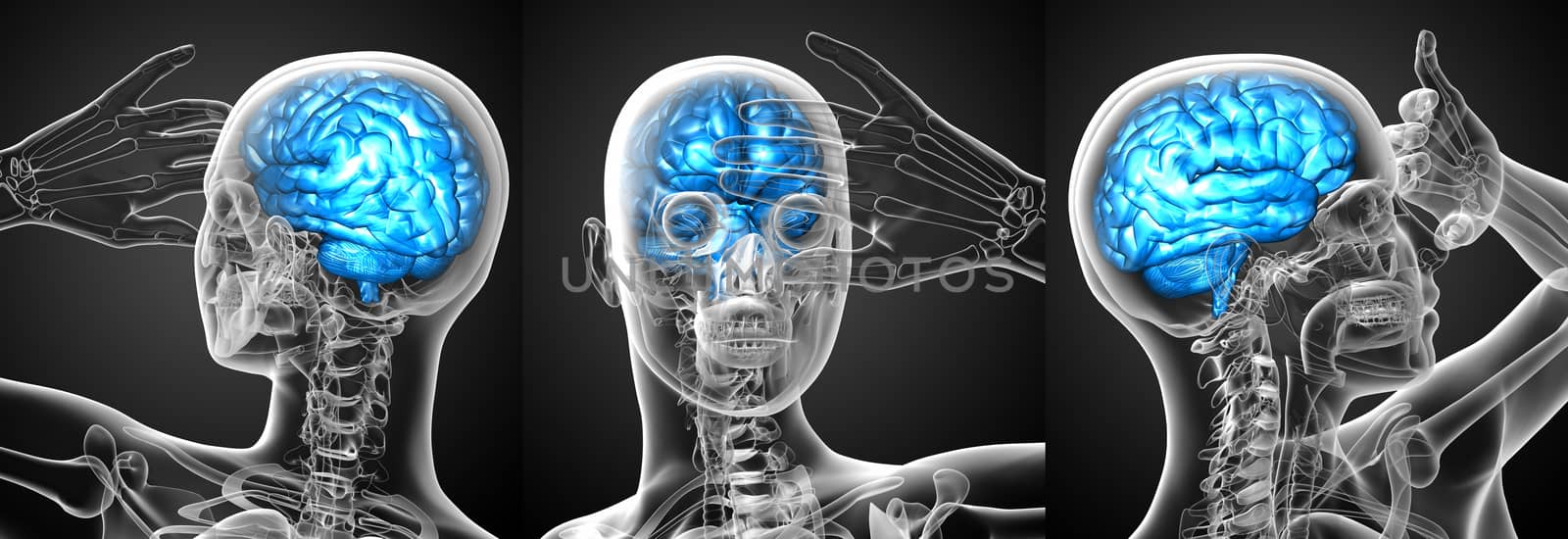 3d rendering medical illustration of the brain