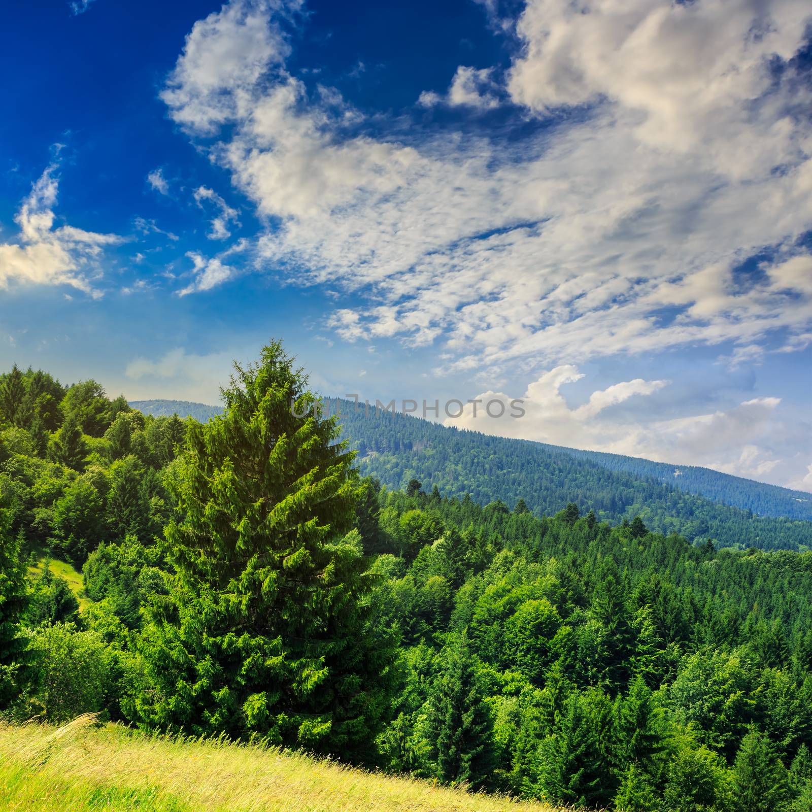 big tree in front of coniferous forest on top of a slope of mountain range