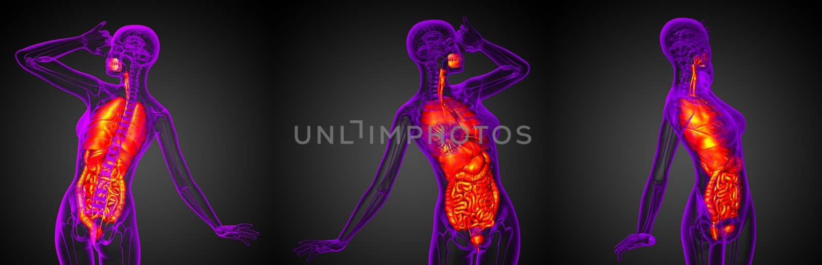 3d rendering medical illustration of the digestive system and respiratory system 