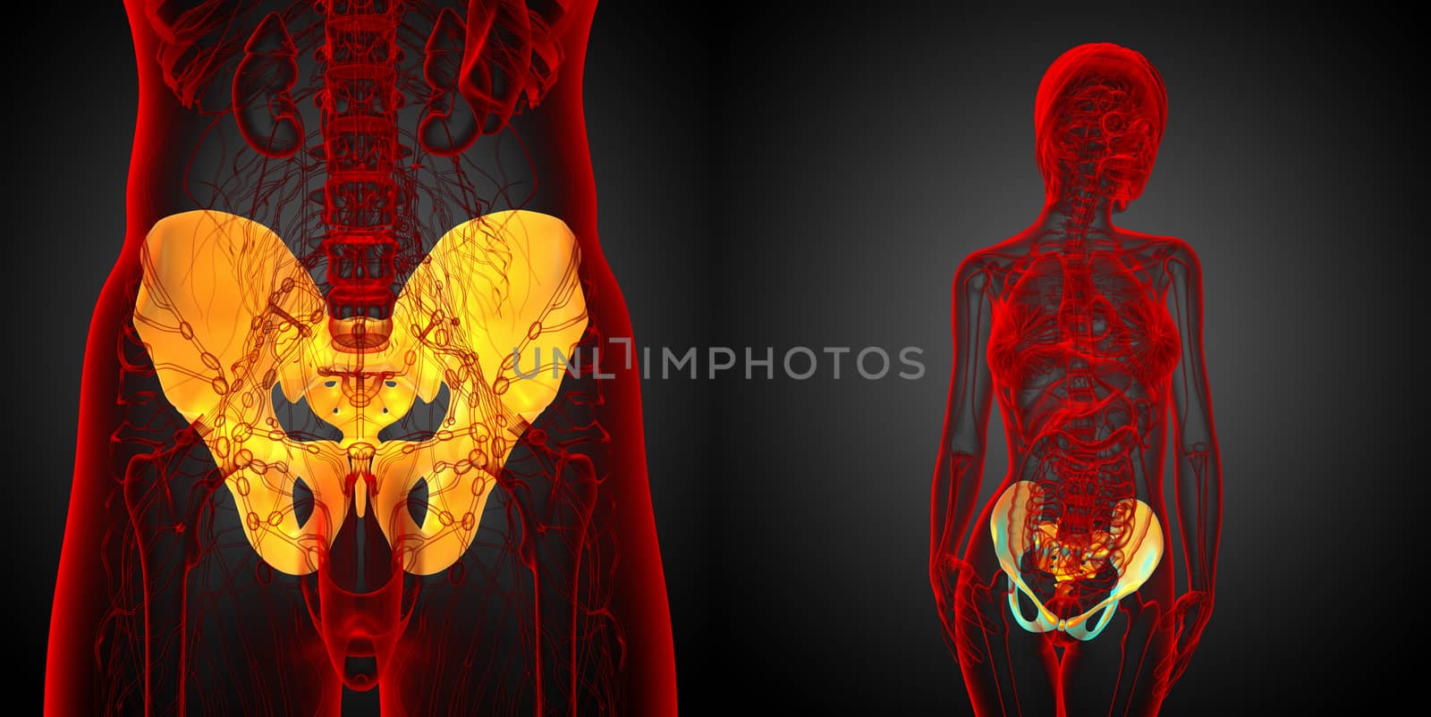 3D rendering  medical illustration of the pelvis bone
