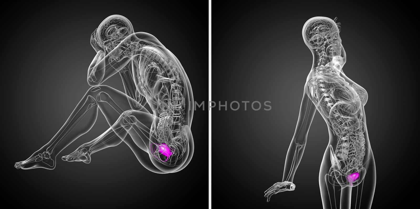 3d rendering medical illustration of the bladder