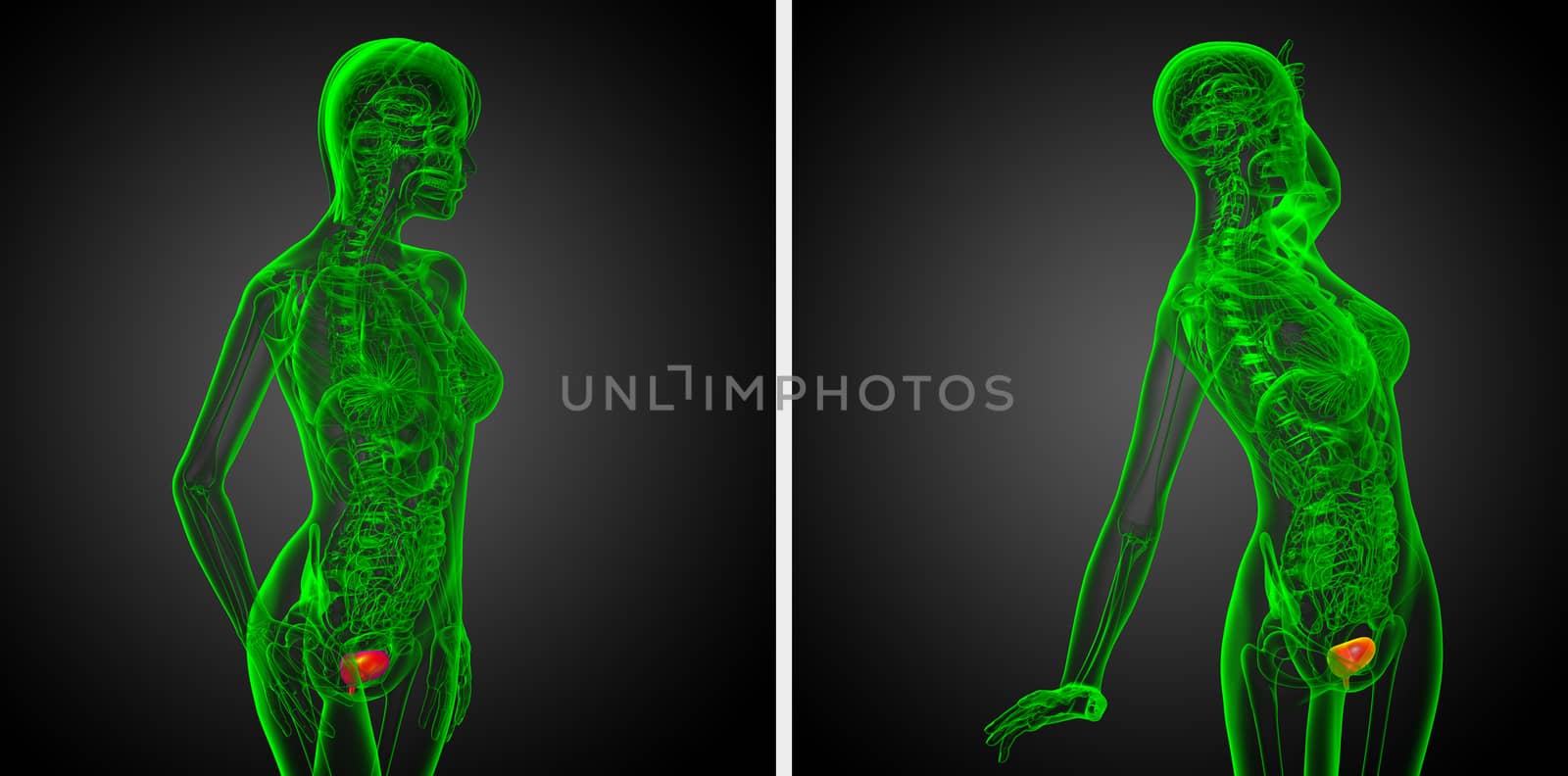 3d rendering medical illustration of the bladder