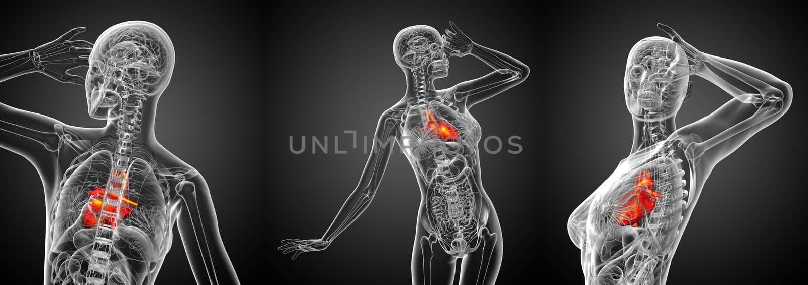 3d rendering medical illustration of a human heart