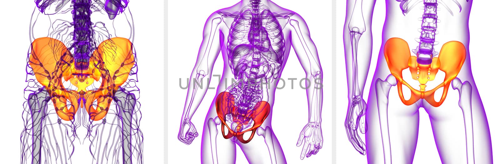 3D rendering medical illustration of the pelvis bone