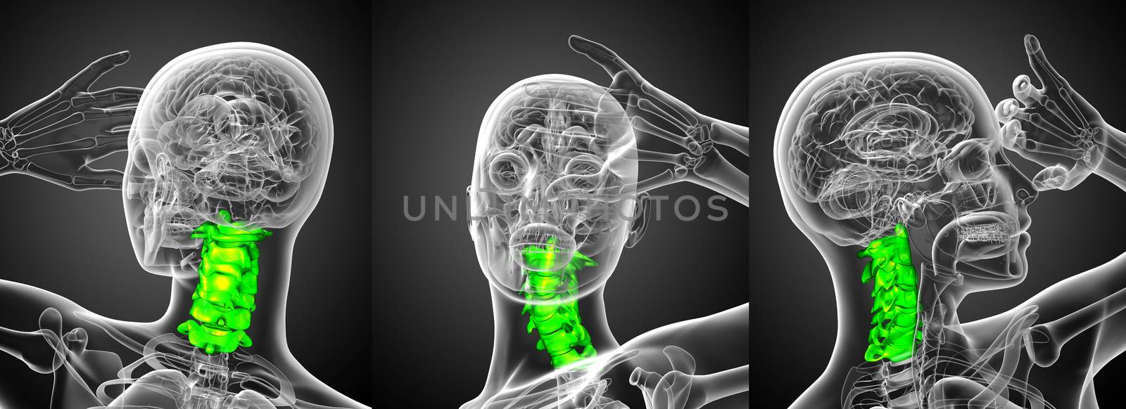 3d rendering medical illustration of the cervical spine