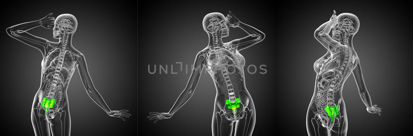 3d rendering medical illustration of the sacrum bone