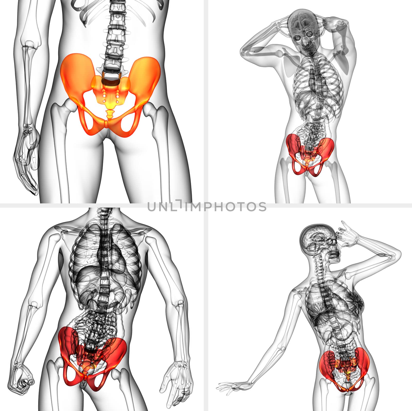 3D rendering medical illustration of the pelvis bone