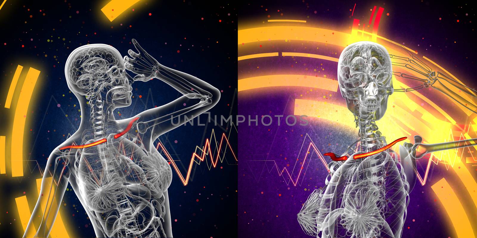 3d rendering medical illustration of the clavicle bone 