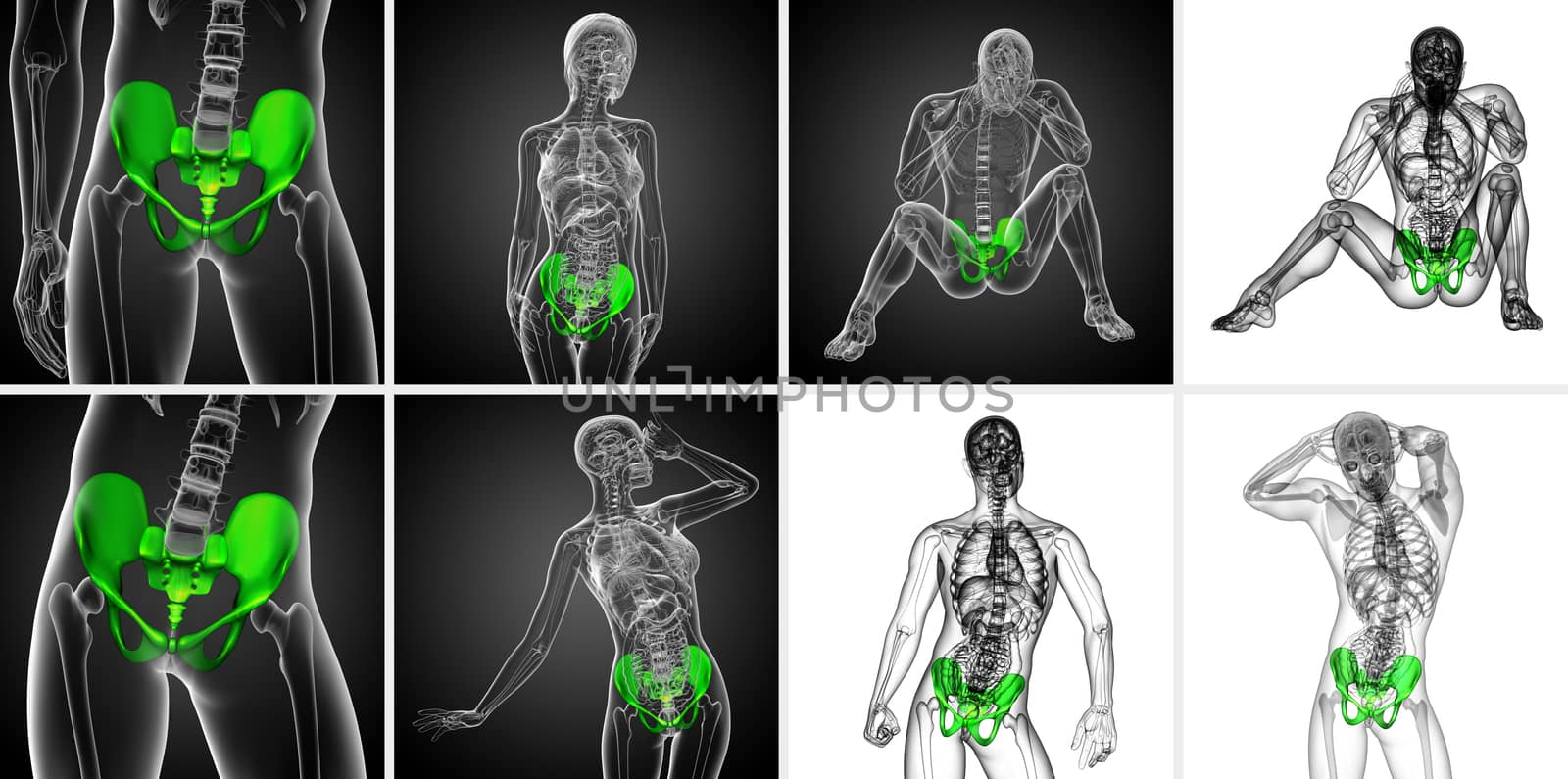 3D rendering medical illustration of the pelvis bone
