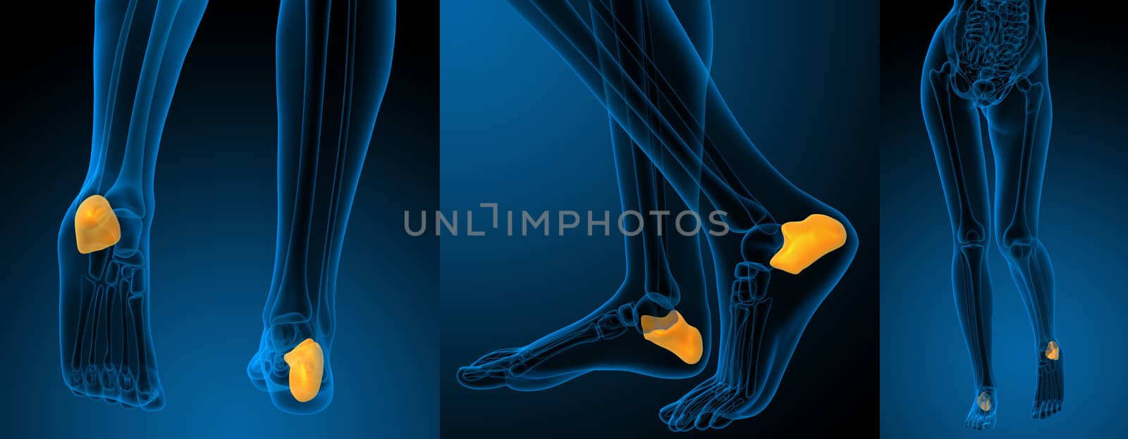 3d rendering illustration of the human calcaneus bone