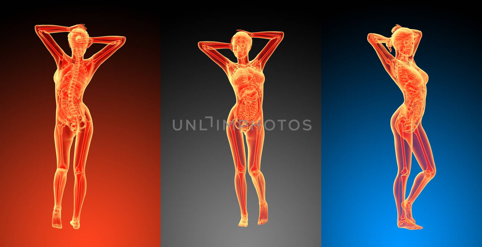 3d rendering illustration of the female anatomy 