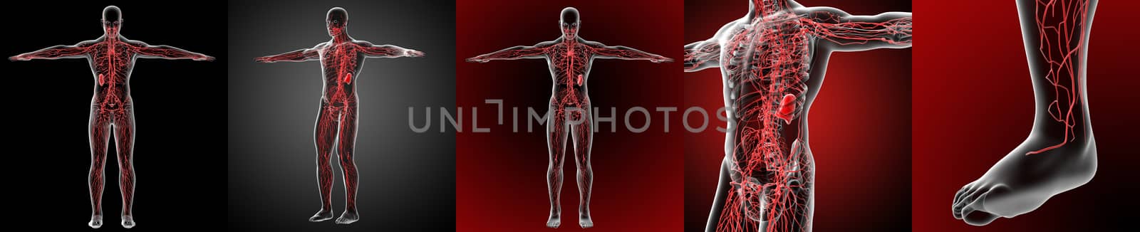 3d rendering medical illustration of the lymphatic system 