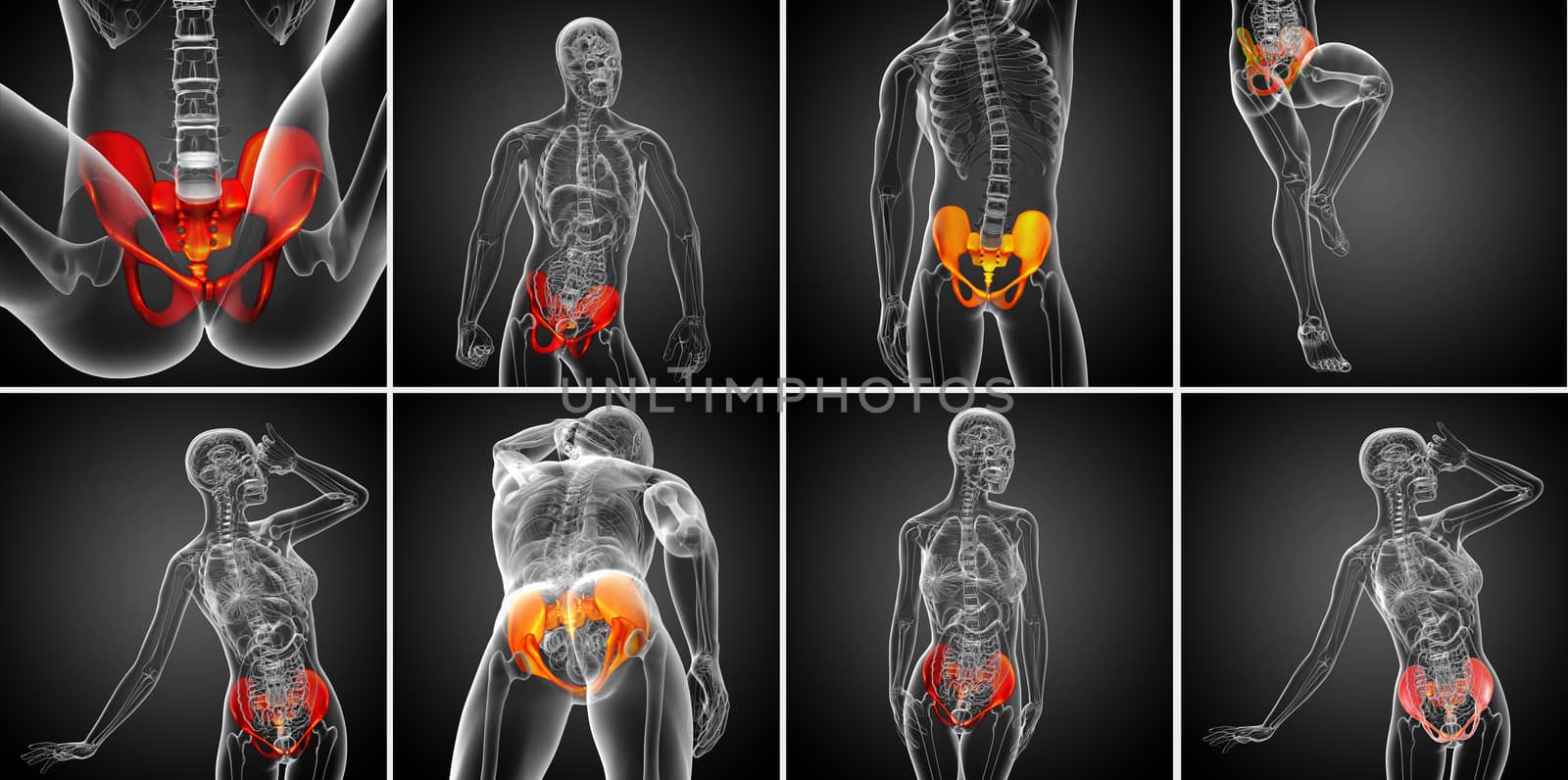 3D rendering medical illustration of the pelvis bone