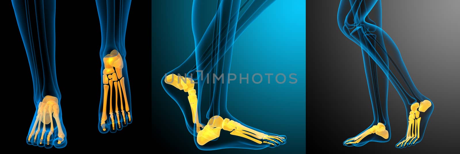 3d rendering medical illustration of the foot bone