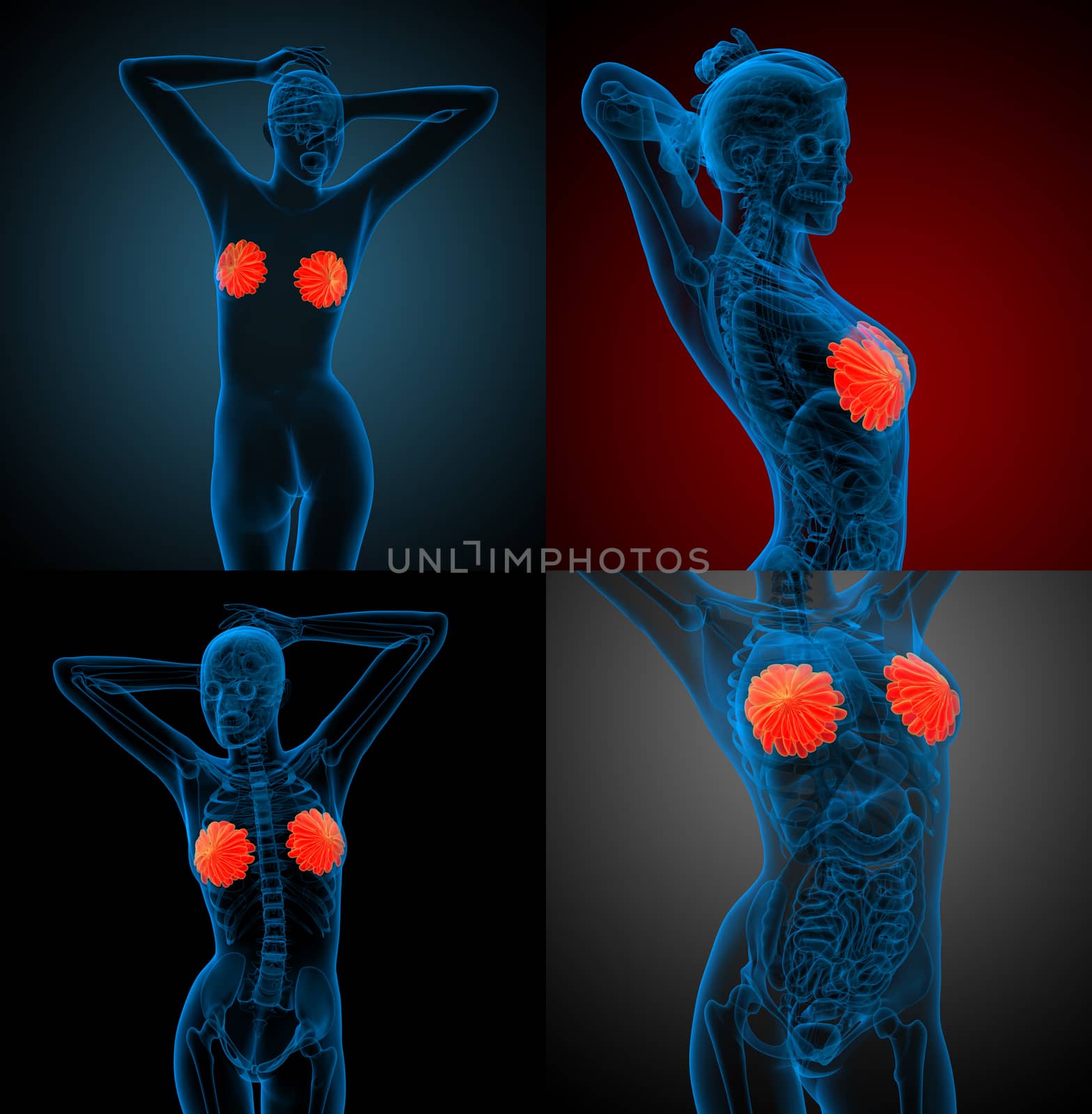 3d rendering medical illustration of the human breast 