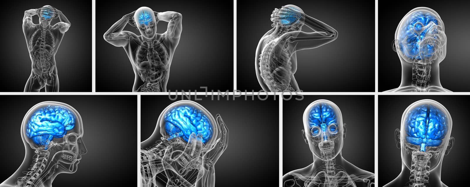 3d rendering medical illustration of the brain  - back view