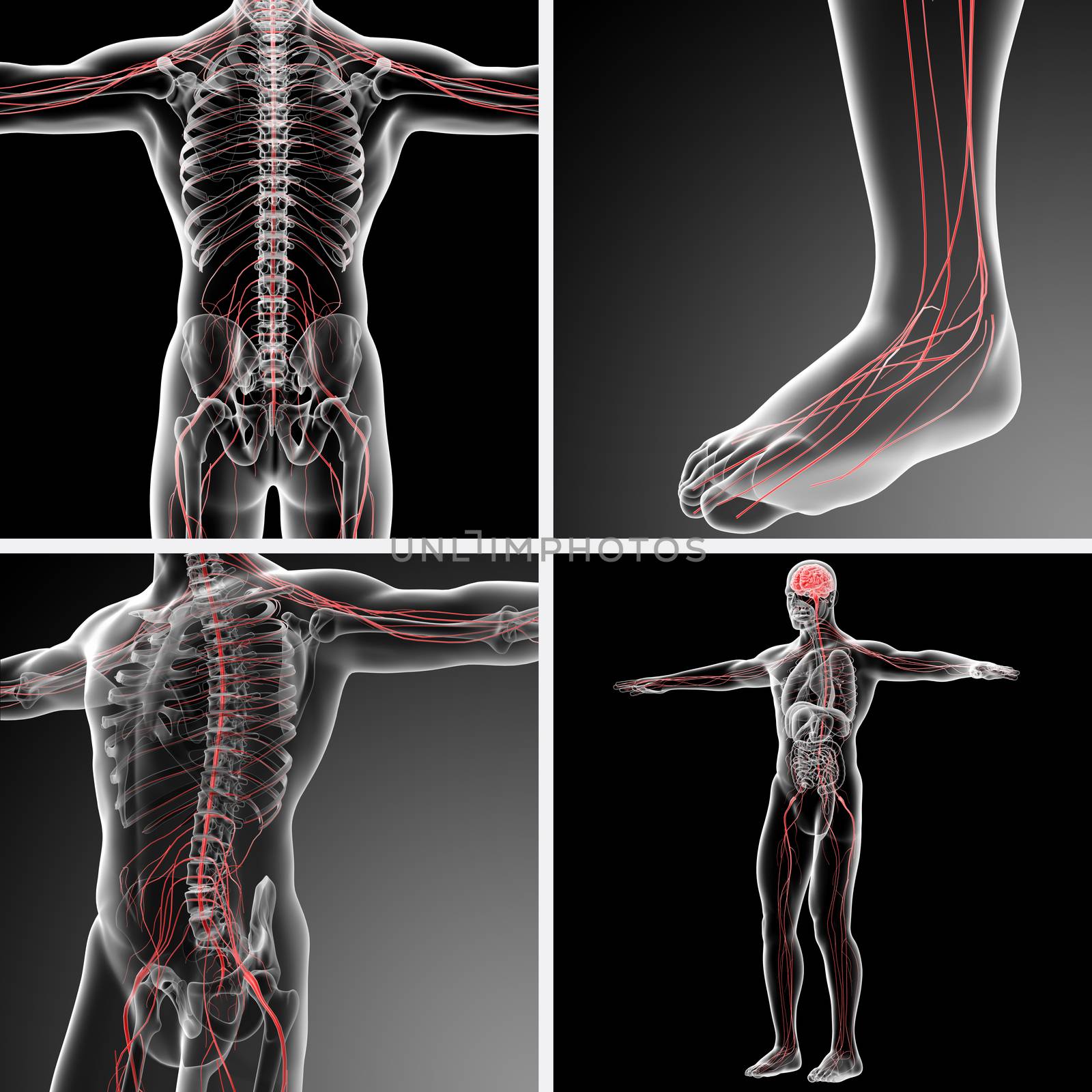 3d rendering illustration of the male nervous system