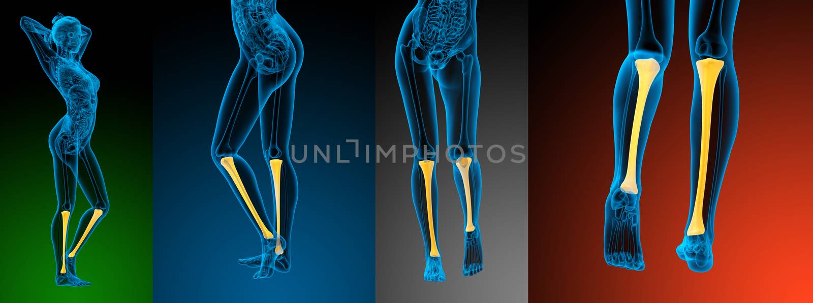 3d rendering medical illustration of the tibia bone