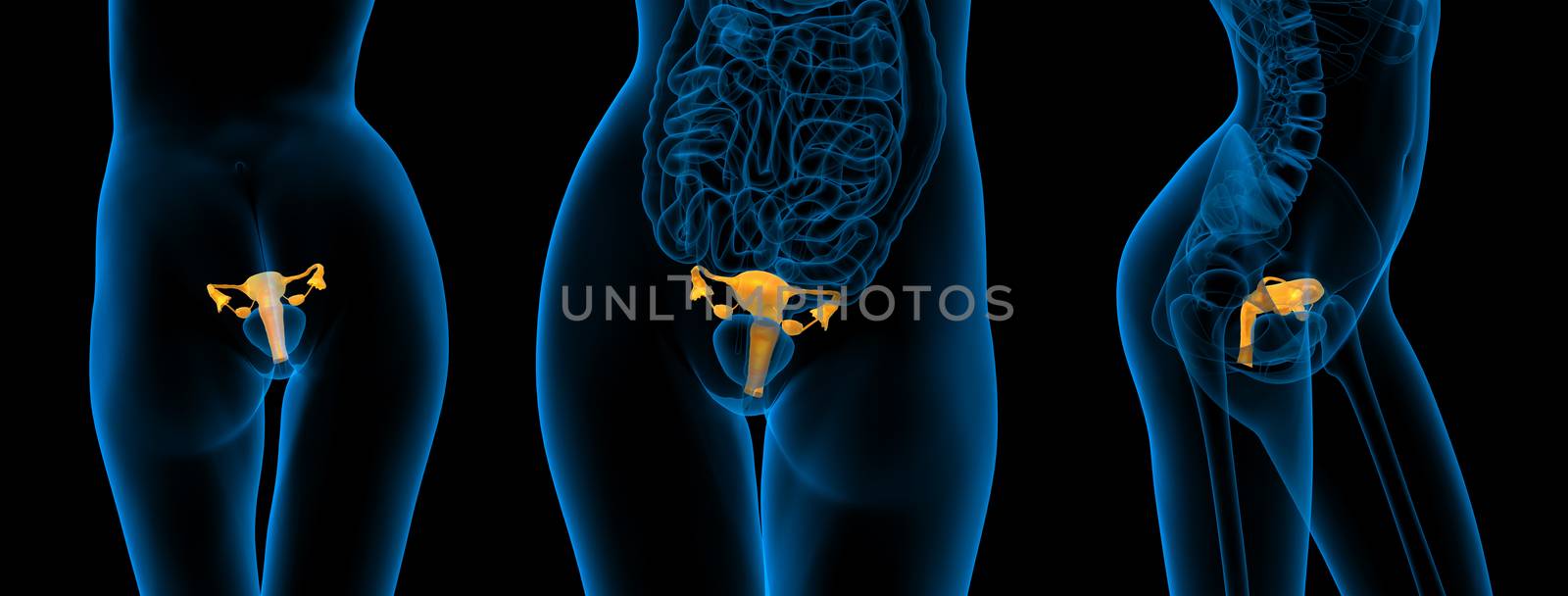 3d rendering medical illustration of the Reproductive System 
