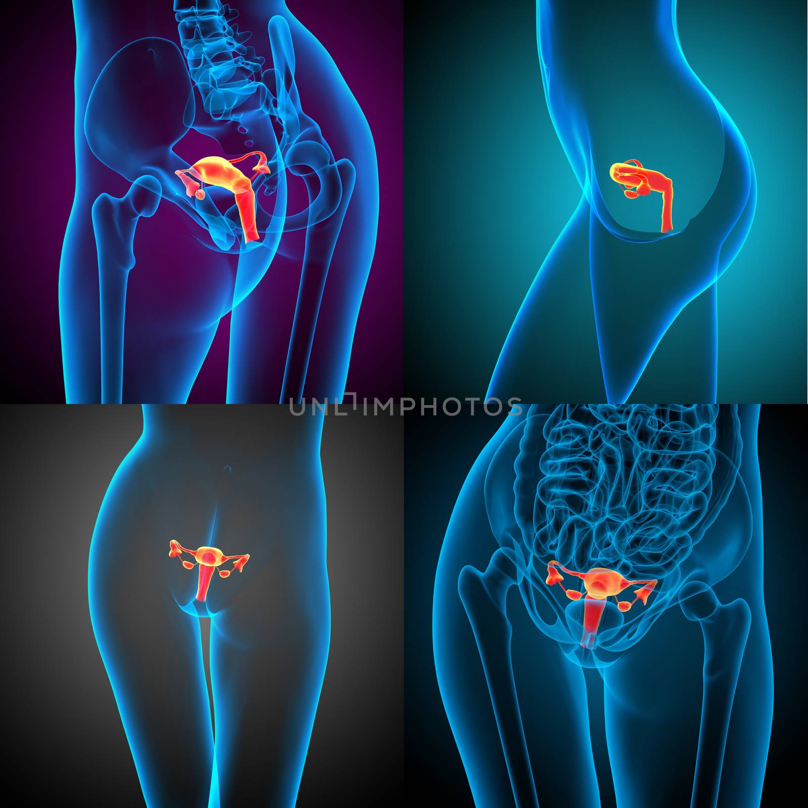 3d rendering medical illustration of the Reproductive System 