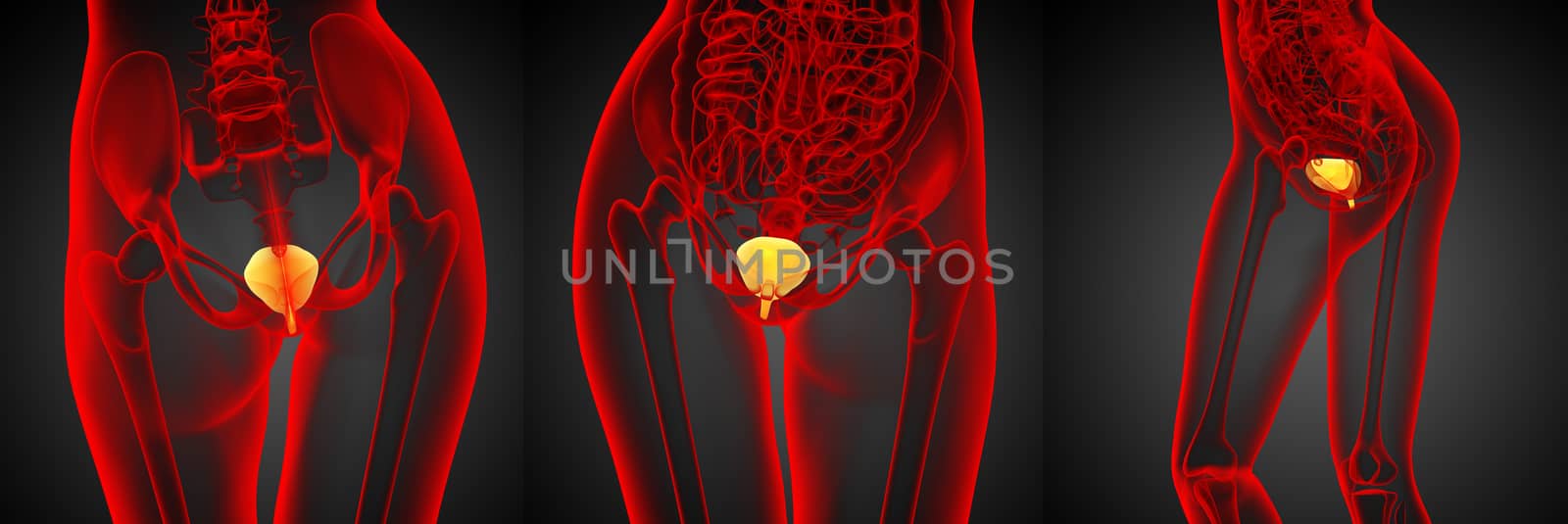 3d rendering medical illustration of the bladder