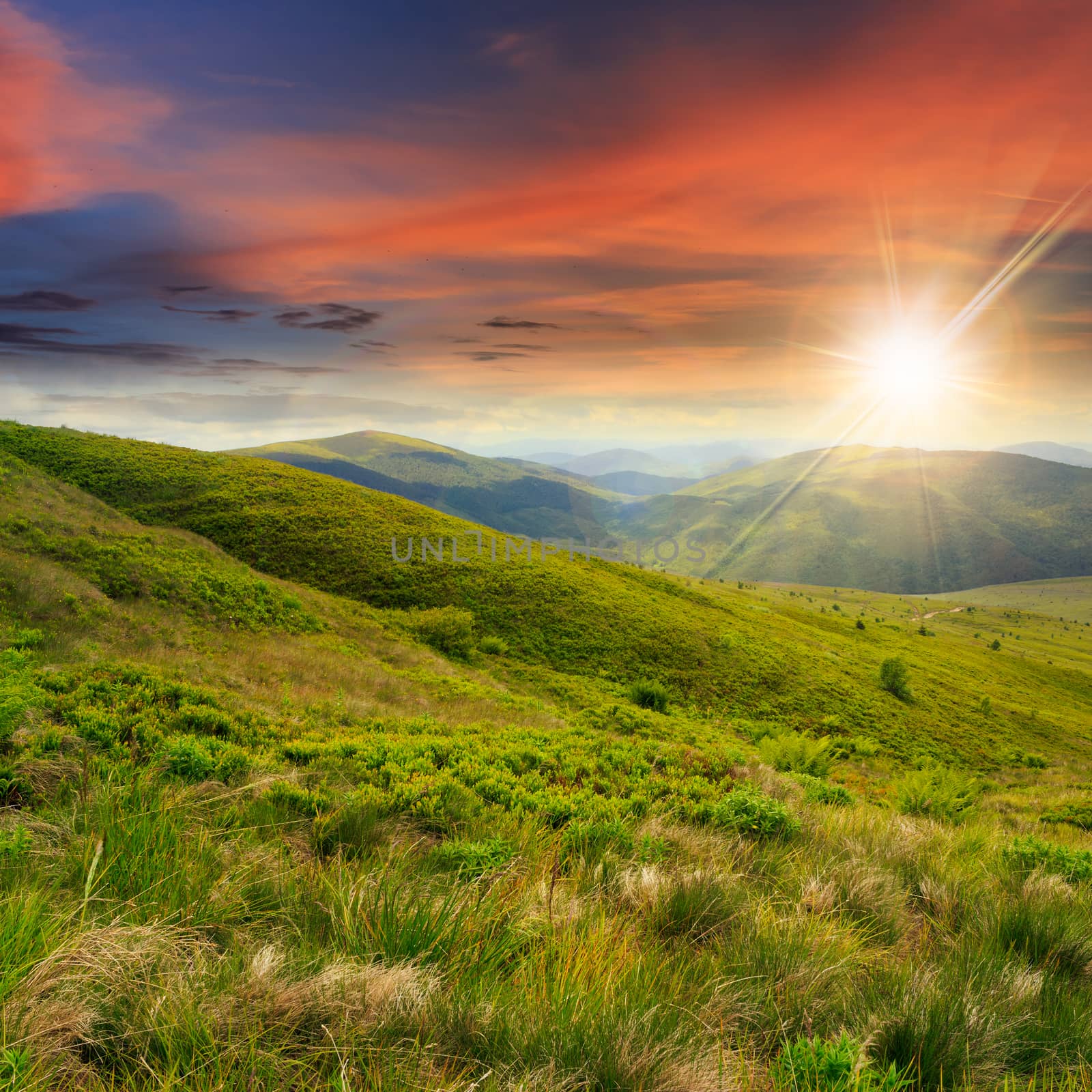 wild plants in tall grass at the top of the mountain at sunset