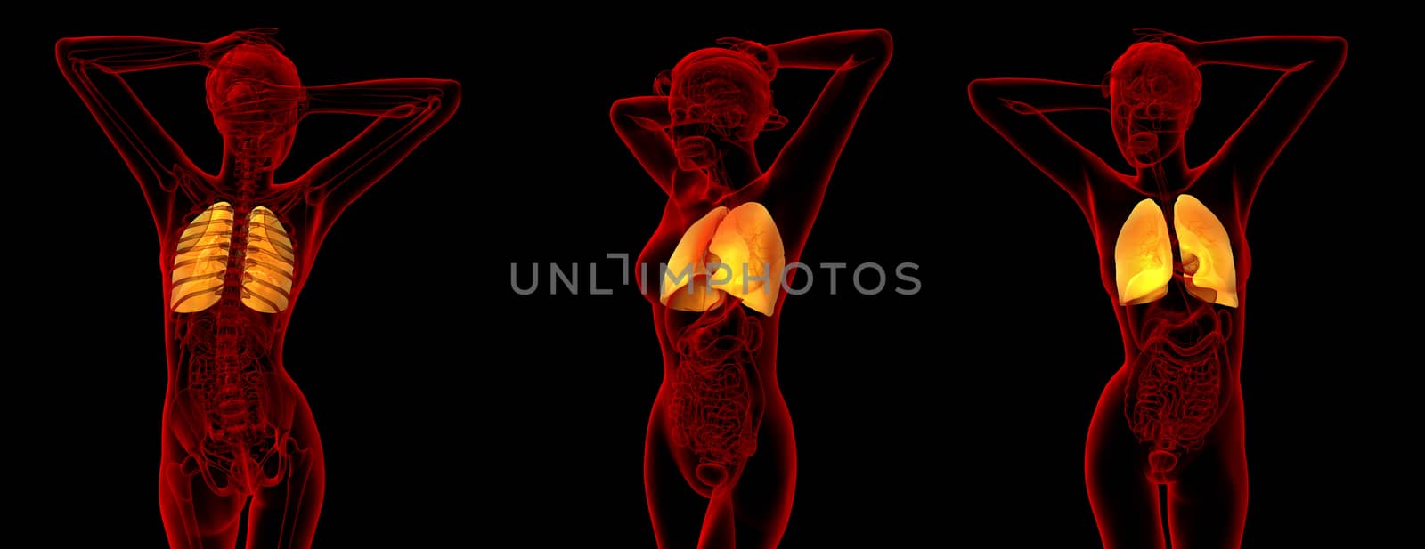 3d rendering medical illustration of the human lung 