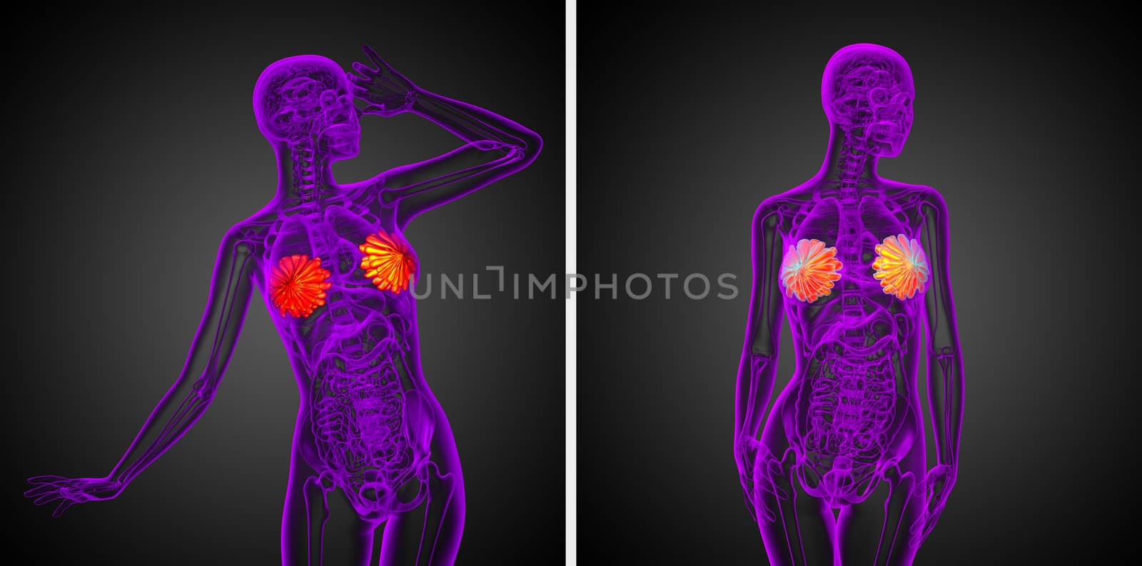 3d rendering medical illustration of the human breast 