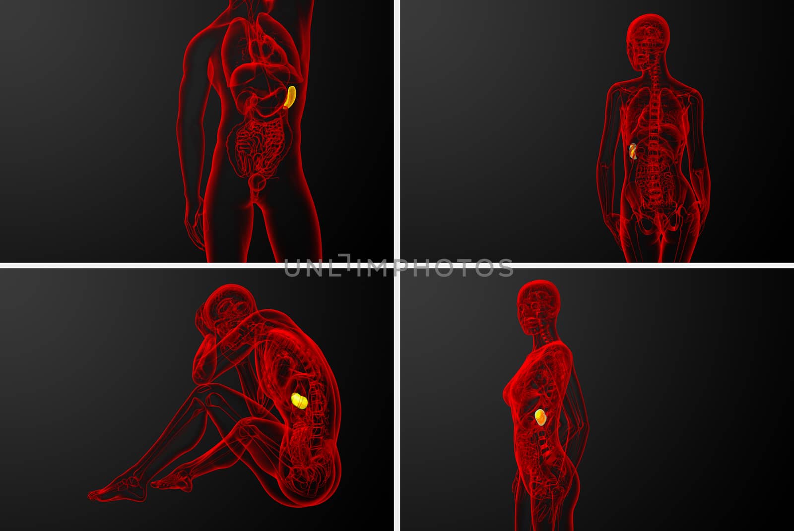 3d rendering  medical illustration of the spleen