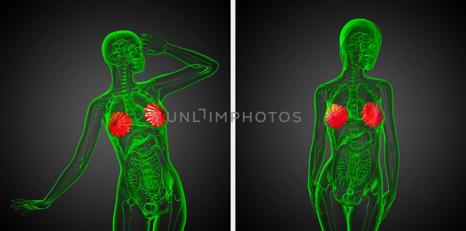 3d rendering medical illustration of the human breast