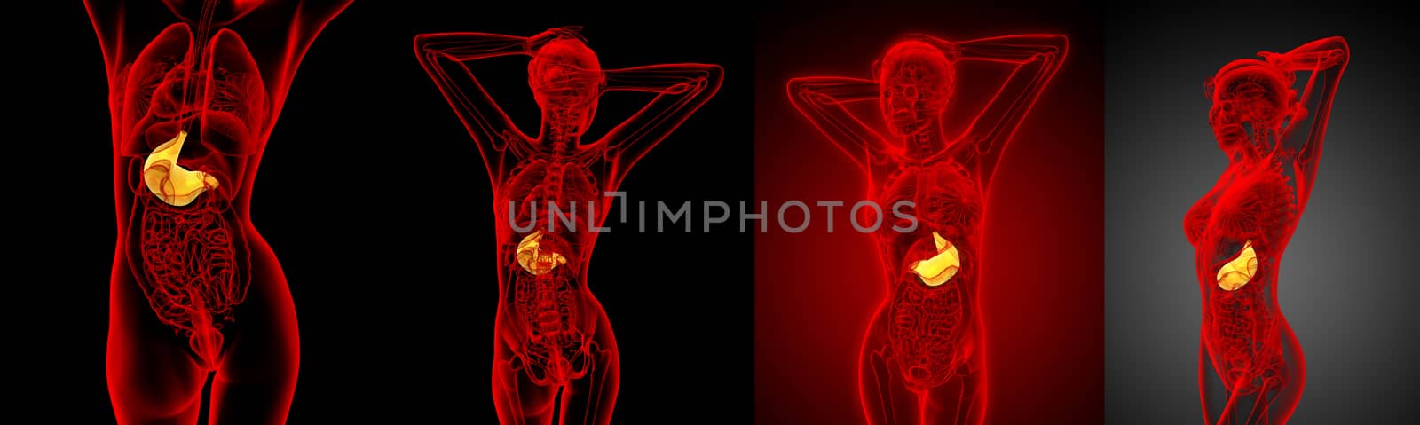 3d rendering medical illustration of the stomach