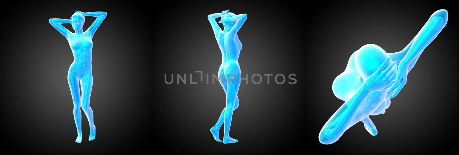 3d rendering illustration of the human anatomy