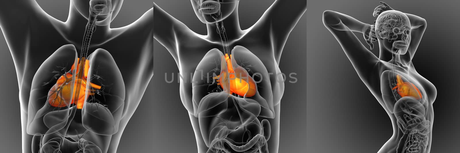 3d rendering medical illustration of the human heart 